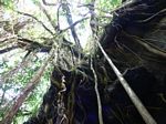Lava tube cave - Banyan Tree Roots
